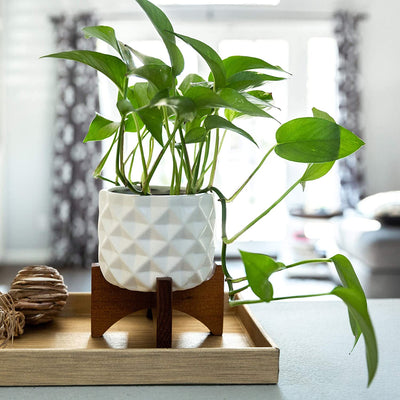 Flora Bunda Mid Century 5 inch Ceramic DIMPLE Pattern on Wood Stand,Matte White